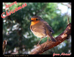 A Robin for Christmas