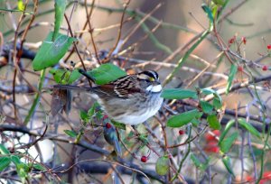 White throated Sparrow