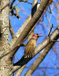 Northern Flicker