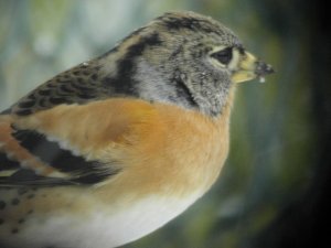 Brambling