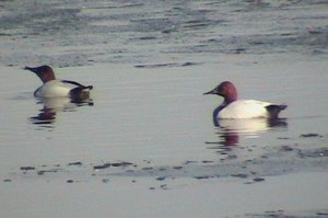 Canvasbacks