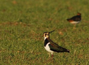 Lapwings at Little Haseley