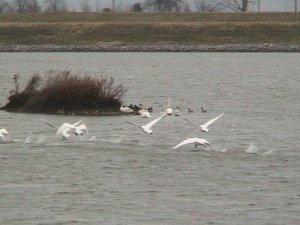Trumpeter Swans Take Off