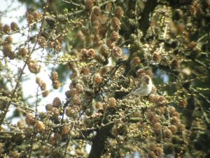 Redpoll