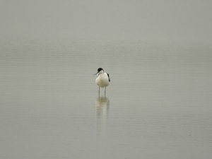 Avocet