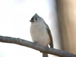 My first digiscoped bird