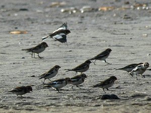 Snow Buntings