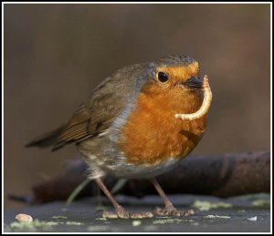 Mealworm feast