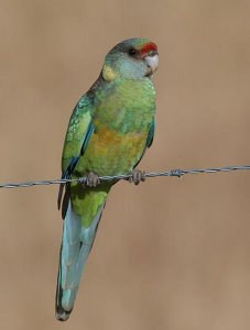 Mallee Ringneck