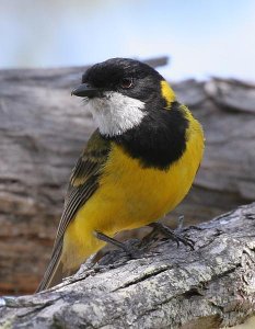 Golden Whistler