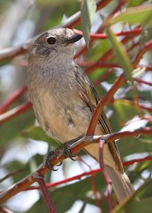 Golden Whistler