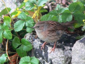 Dunnock