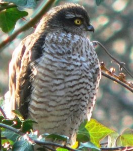 Sparrowhawk