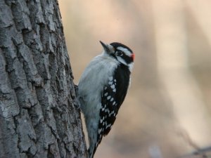 Downy Woodpecker