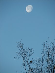 Chaffinch at Dawn