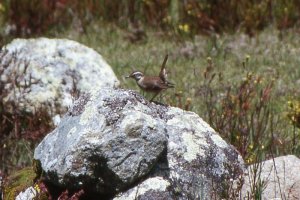 Bar-winged cinclodes