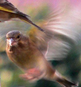 Incoming Greenfinches