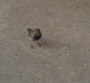 Yellow-faced Grassquit