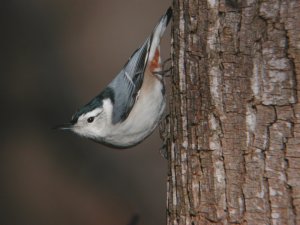 White-Breasted Nuthatch