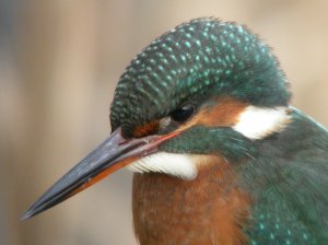 Kingfisher 1