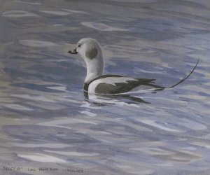 Long-tailed Duck