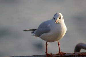 Black-headed Gull