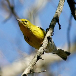 Pine Warbler