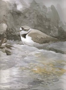 Ringed Plover