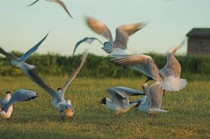 Gulls in flight