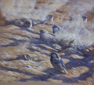 Spanish Sparrows dust bathing