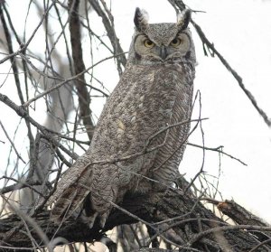 Great Horned Owl