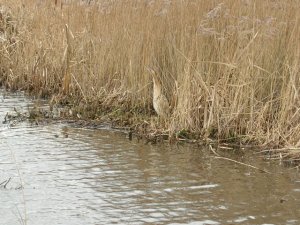 Bittern