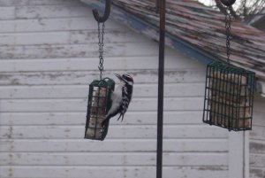 Downy Woodpecker