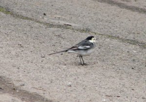 Pied wagtail