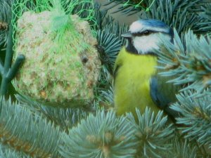 Blue tit