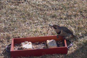 Yellow-Shafted Northern Flicker