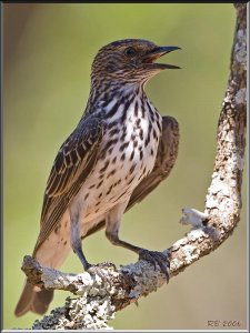 Violet-backed Starling Female