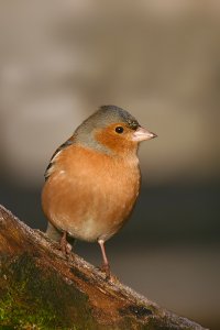 Chaffinch cock