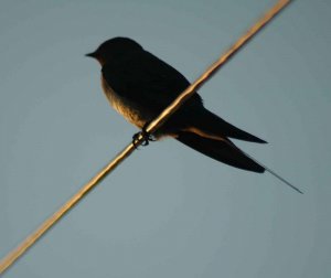 Swallow on wire