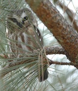 Northern Saw-whet Owl