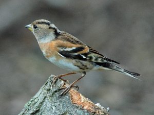 Brambling