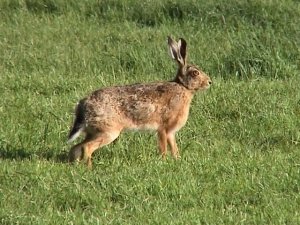 Tame Hare