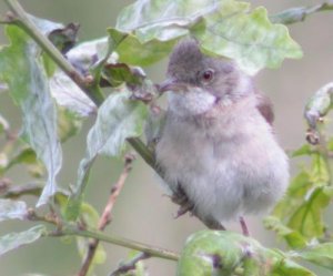 Young Common Whitethroat.