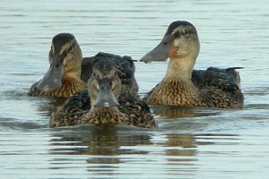 The Shovelers are coming!