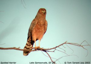 Spotted Harrier (Circus assimilis)