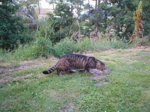 Scottish Wildcat