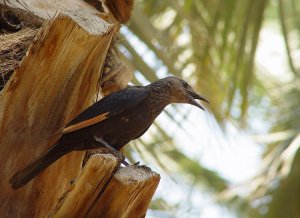 Tristram's Starling 2