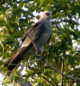 Mississippi Kite