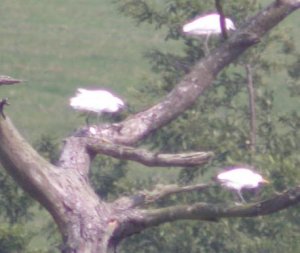 Cattle Egret at Bowling Green (1/3)