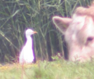 Cattle Egret at Bowling Green (2/3)